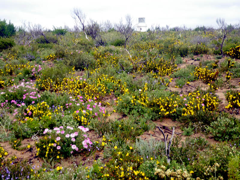 Wildflower spread, Cape Naturaliste