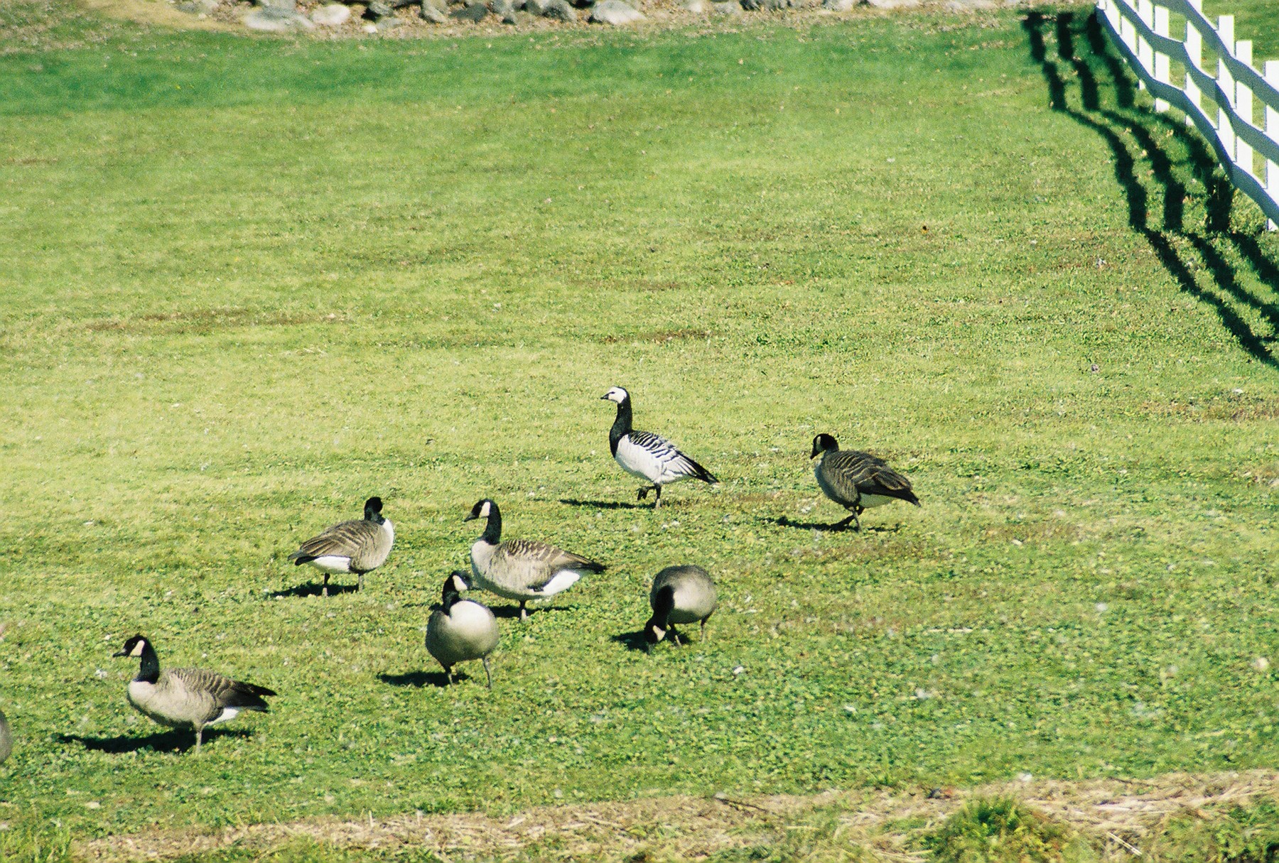 Barnacle Goose-Newtown, CT 10/30/06