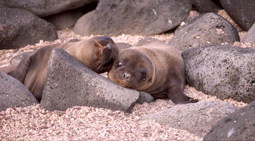 Sea lion pups