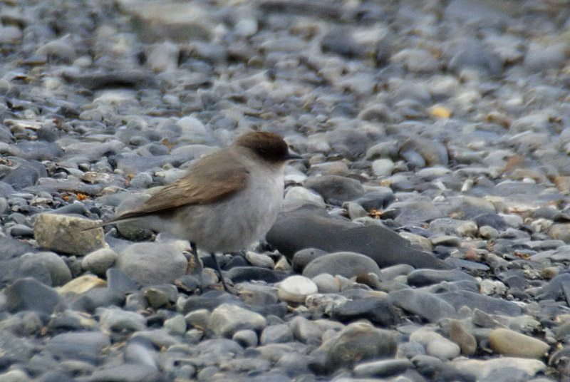 Dark-faced Ground-Tyrant