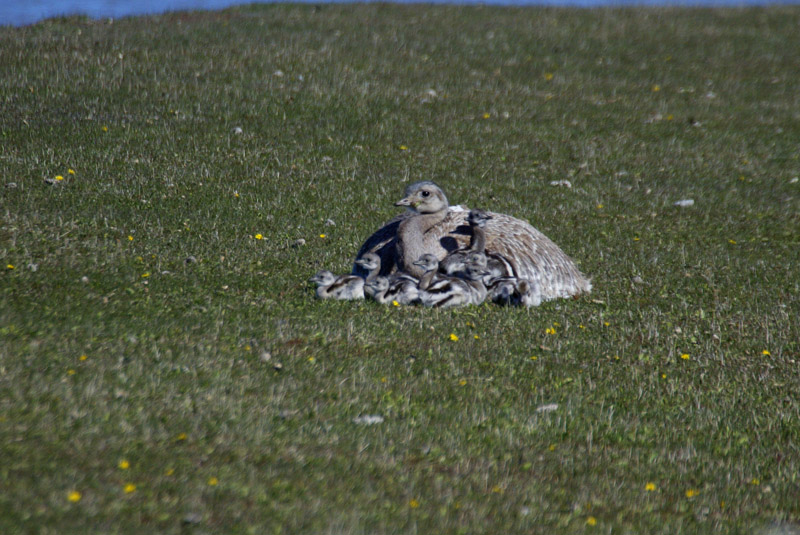 Lesser Rhea male with young