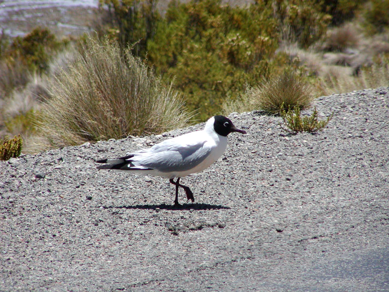 Andean Gull