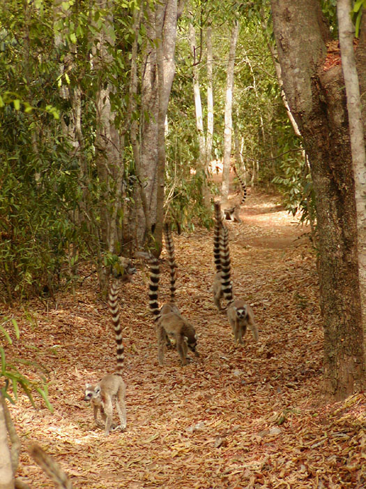 Ring-tailed lemurs following us on the trail