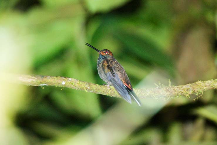 White-tailed Hillstar