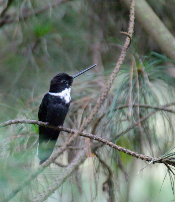 Collared Inca