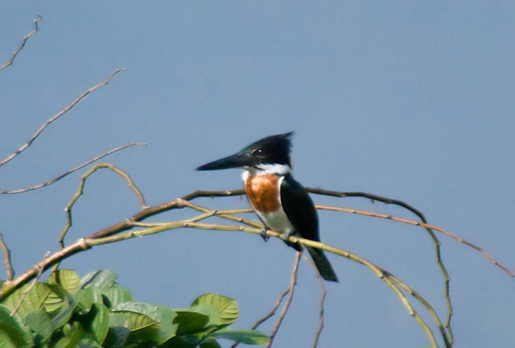 Amazon Kingfisher