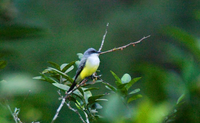 Snowy-throated Kingbird