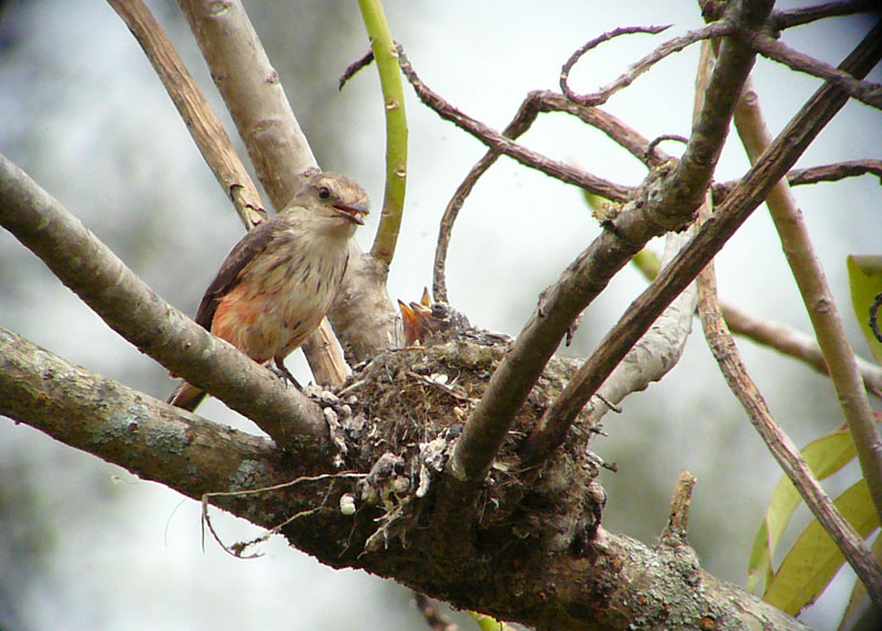 Vermillion Flycatcher female Digiscoped