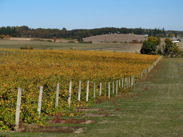 Western Oregon Vineyard