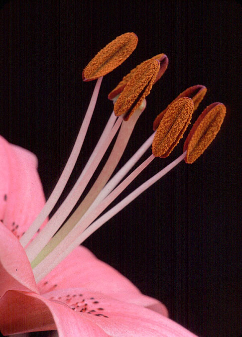 PISTILS SMALL