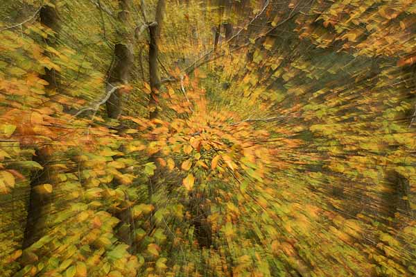LEAF EXPLOSION.jpg