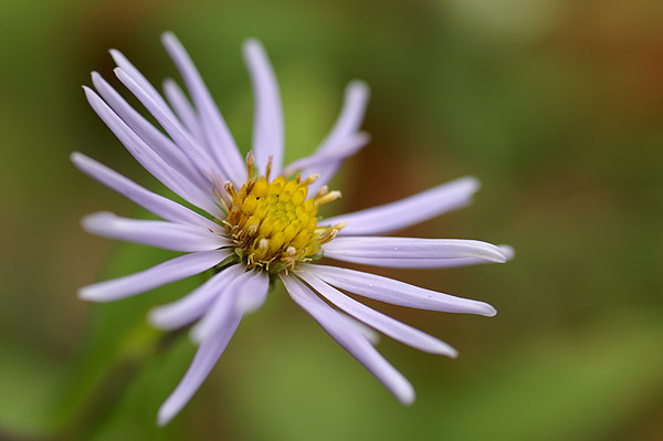 SELECTIVE FOCUS.jpg
