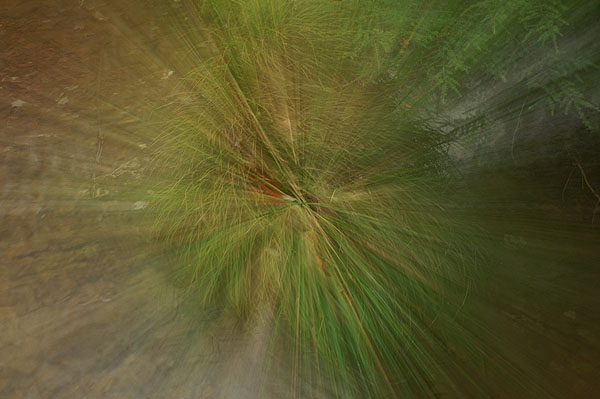 GRASS SWIRL.jpg