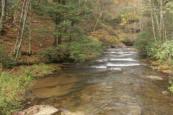 KUMBRABROW STATE FOREST 3.jpg