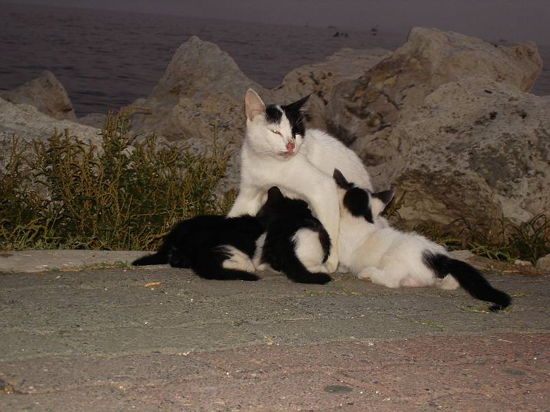 Istanbul Yesilkoy The Sea24 Mother Care.jpg