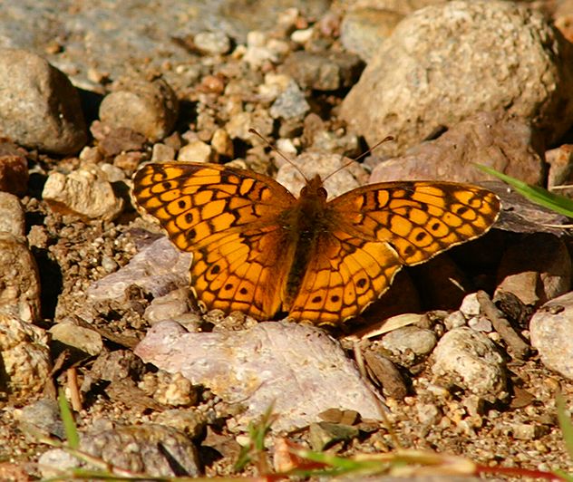 Variegated Fritillary