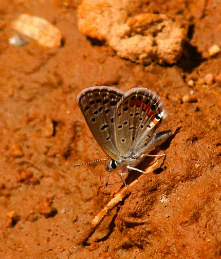 Acmon Blue