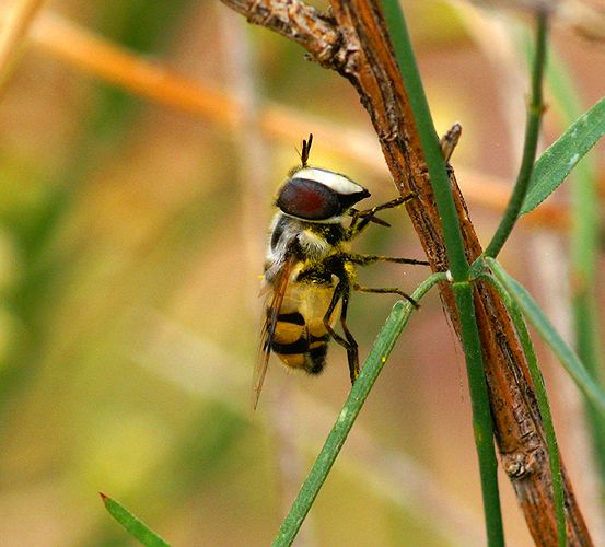 Hover Fly