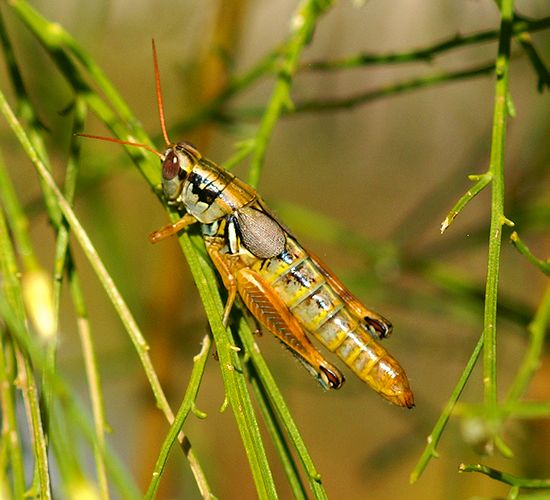 Yarrows Spur-throat Grasshopper