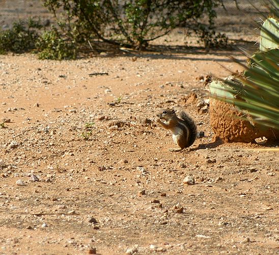 Harris Antelope Squirrel #1