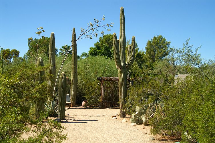 Tucson Botanical Garden #1