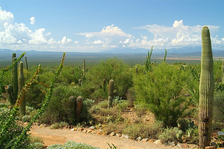 Sonora Desert Museum #1
