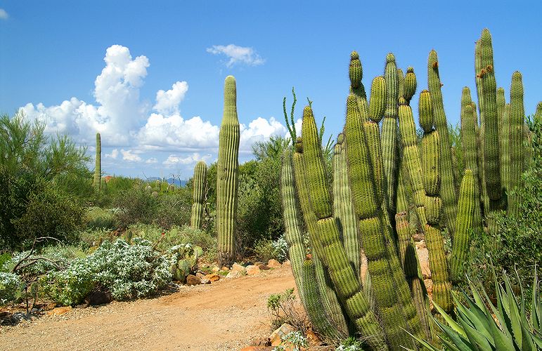 Desert Museum #2