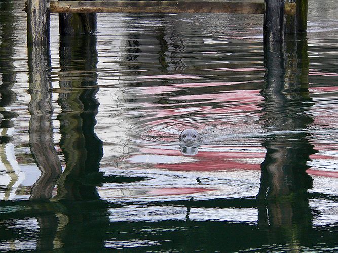 Seal