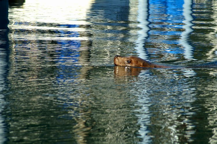 Steller Sea Lion #1