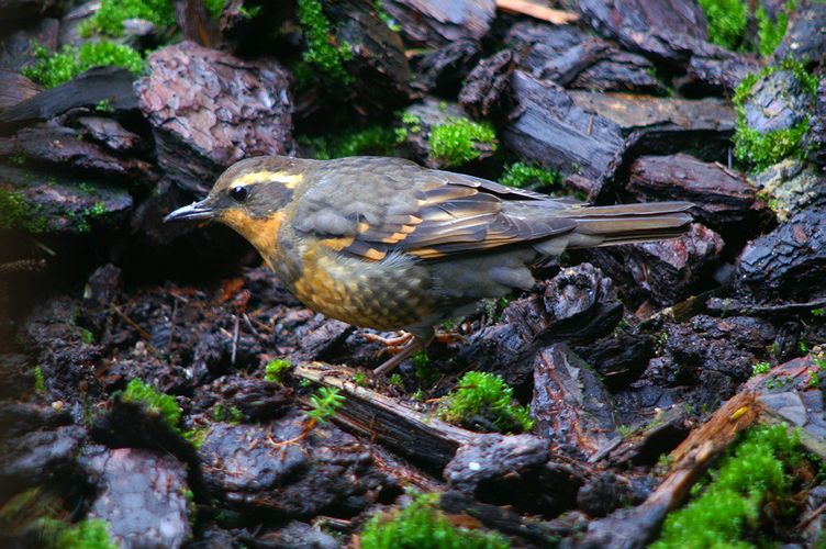 Varied Thrush
