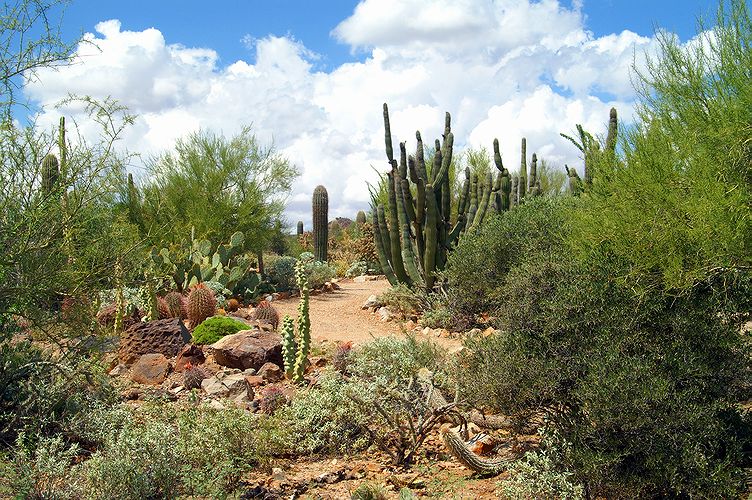 Desert Museum #5