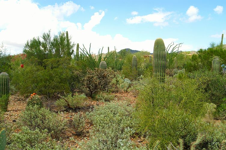 Desert Museum #8