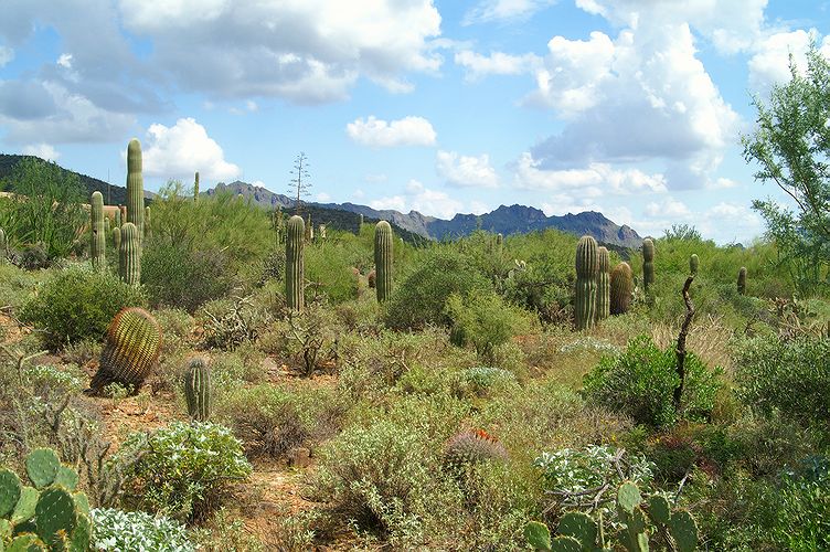 Desert Museum #9