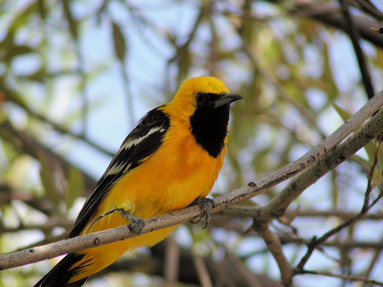 Hooded Oriole