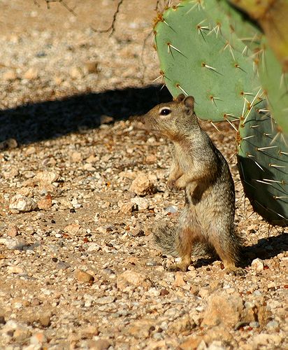 Rock Squirrel #2