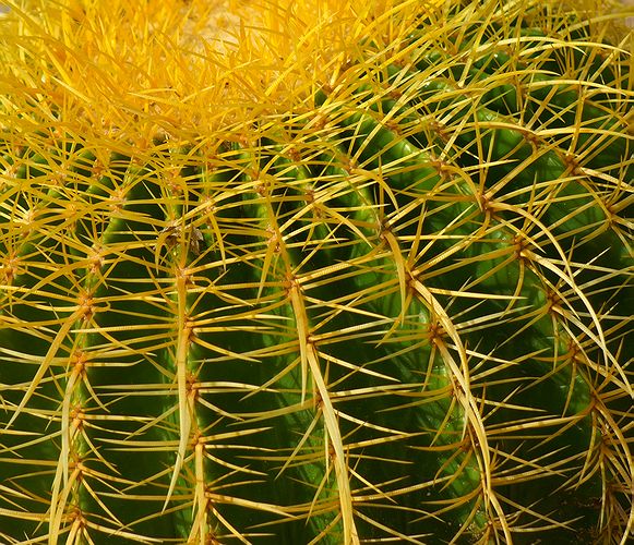 Golden Barrel Cactus #2