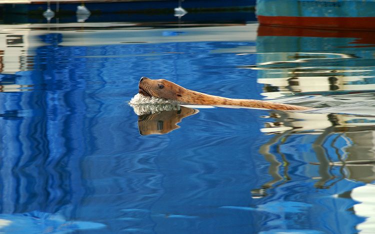 Steller Sea Lion #7