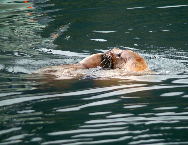 Steller Sea Lions  #4