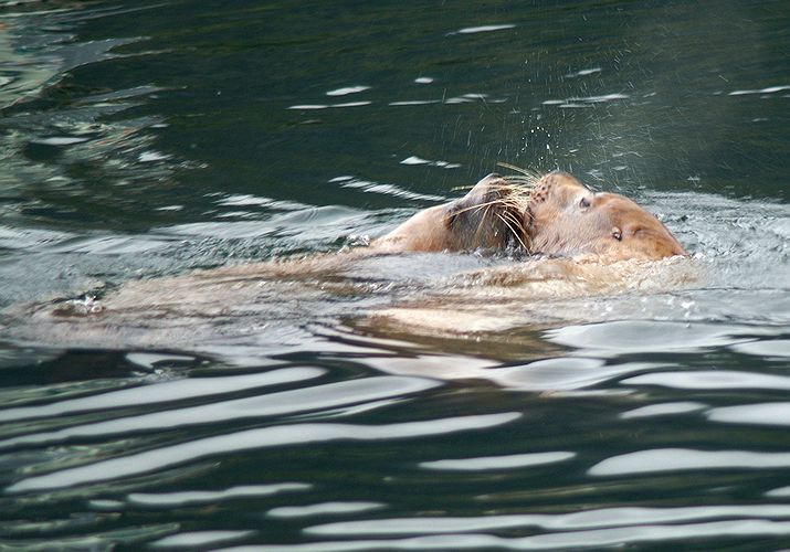 Steller Sea Lions #5