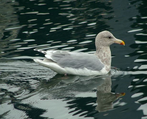 PICT4207c.jpg