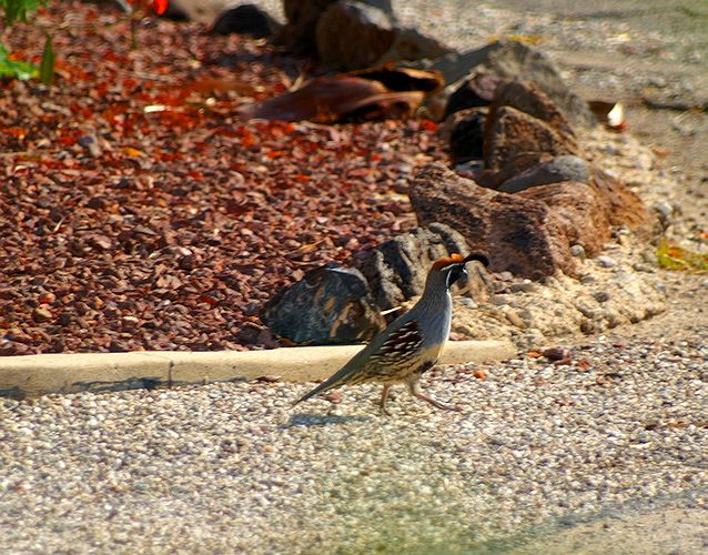 Gambels Quail #2