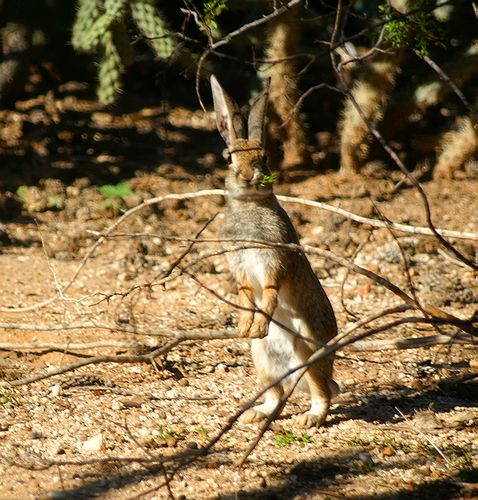 Desert Cottentail #4