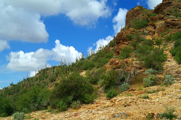Tucson Mountain Park #5