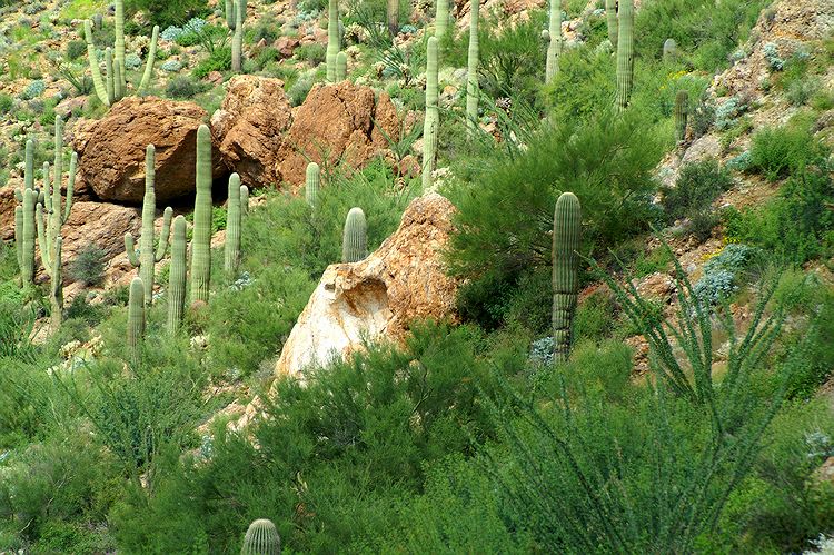 Tucson Mountain Park #8