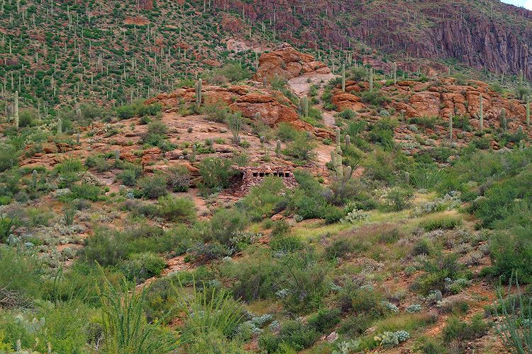 Tucson Mountain Park #11