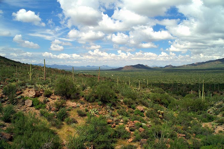 Tucson Mountain Park #14
