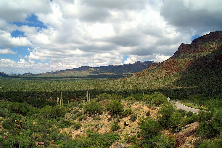 Tucson Mountain Park #15
