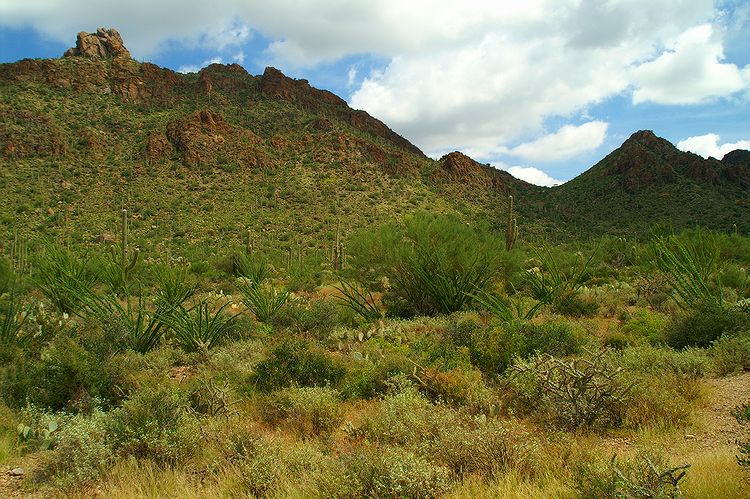 Tucson Mountain Park #17