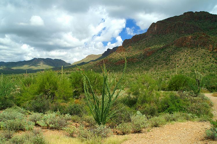 Tucson Mountain Park #18