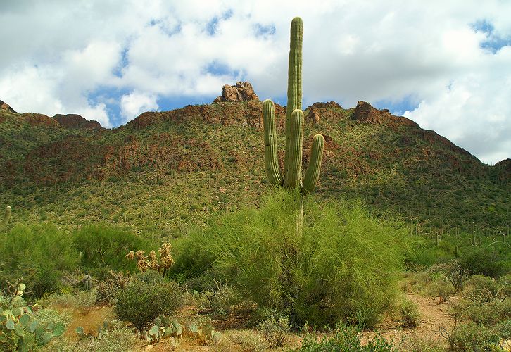 Saguaro National Park #3